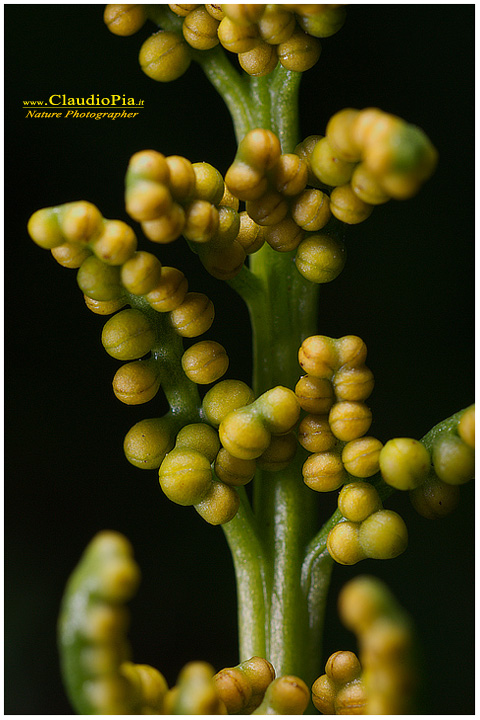 botrychium lunaria, felce, pteridofita in Alta Val d'Aveto